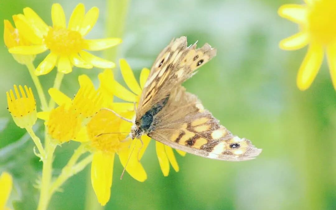 La Chapelle-Moulière