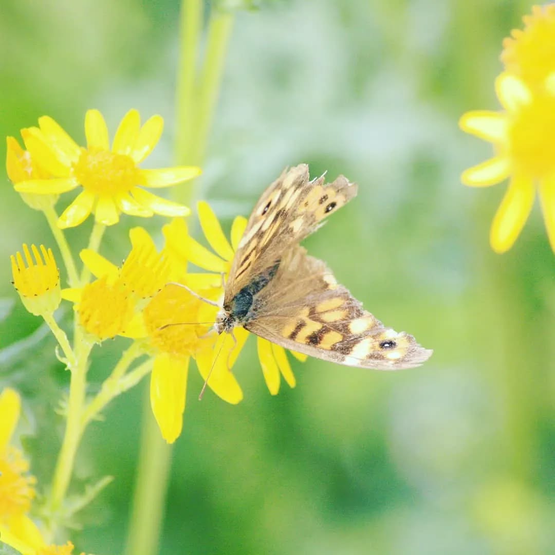 La Chapelle-Moulière