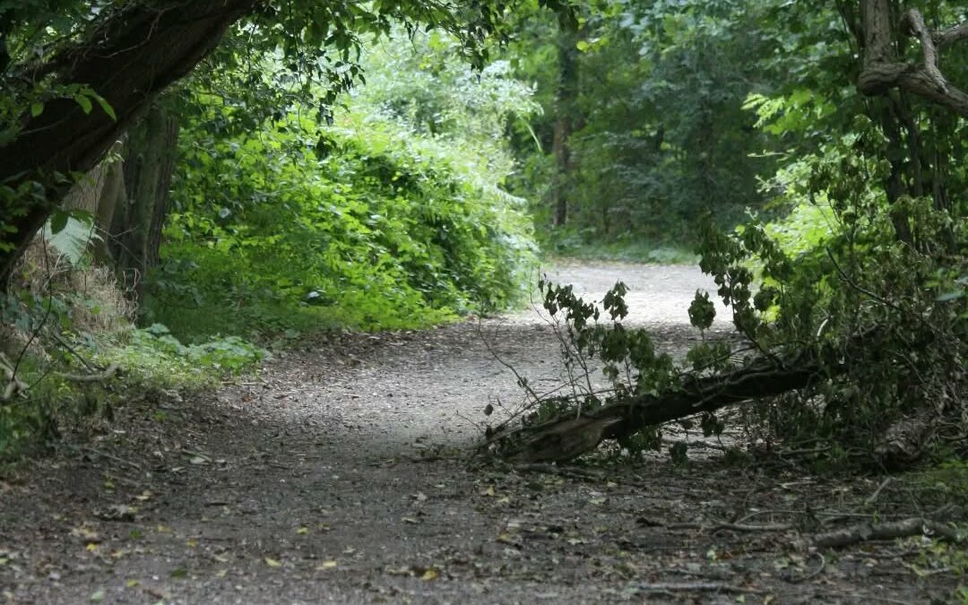Bois de Ronquerolles