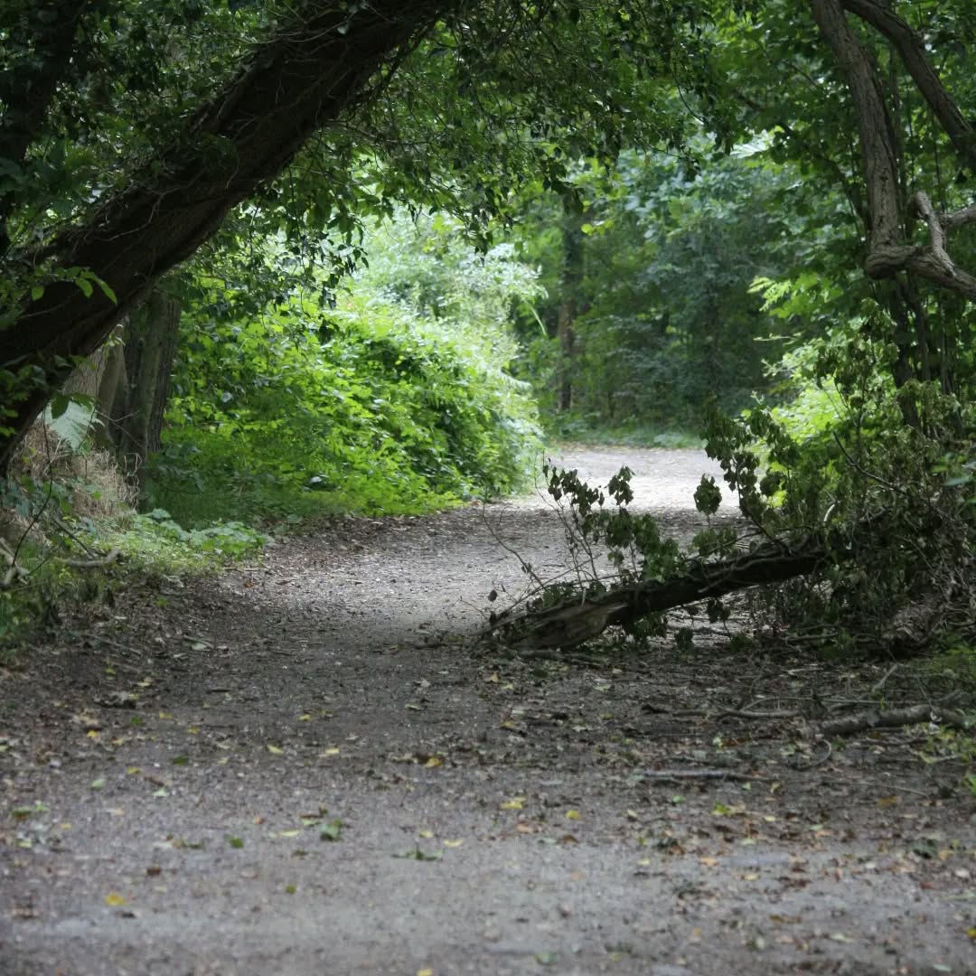 Bois de Ronquerolles