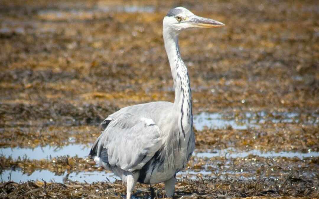Plage du Phare d&rsquo;Eckmühl