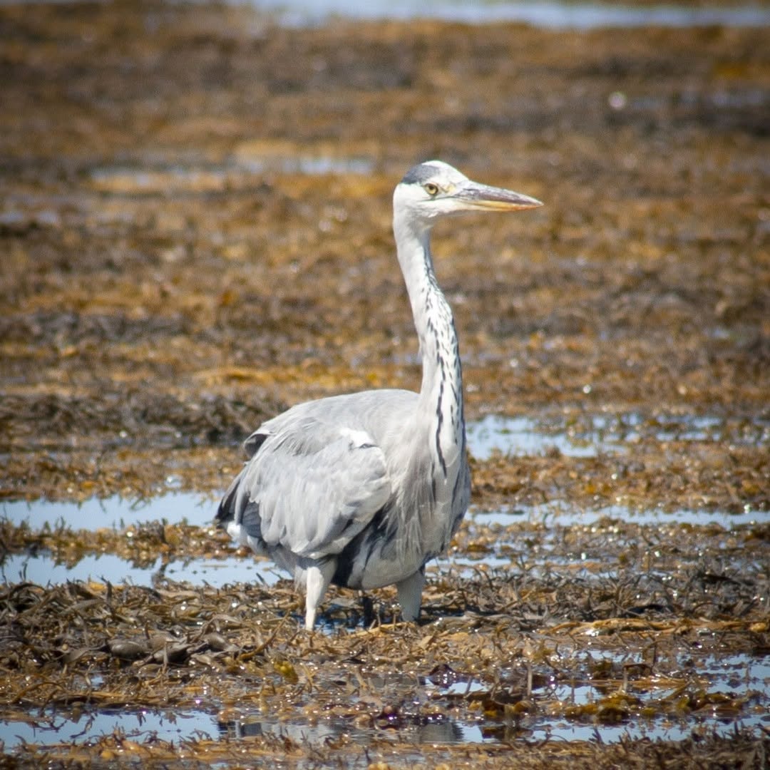 Plage du Phare d&rsquo;Eckmühl