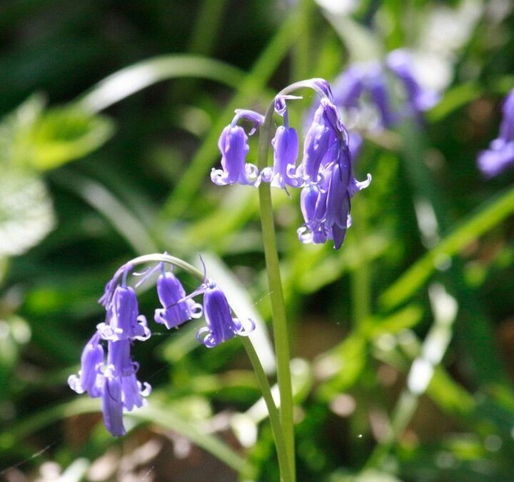 Auvers / Ronquerolles