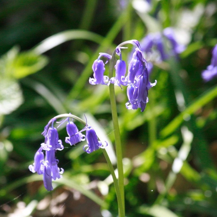 Auvers / Ronquerolles